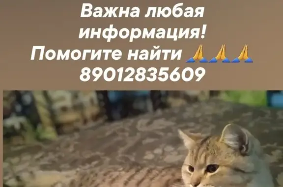 Пропала кошка на пр. Ленина, Иваново
