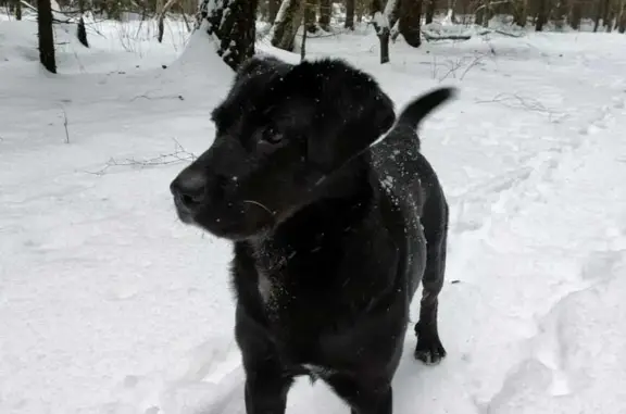 Найдена собака, Мытищи, фото: Найден пес: Тенистый бульвар, Мытищи