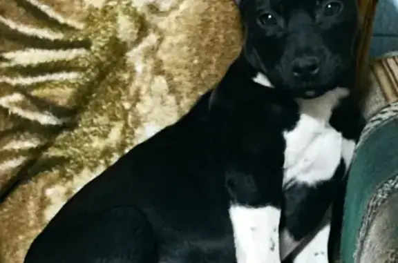 Потерянные животные Шахты, фото: Пропала собака: ул. Туполева, 36