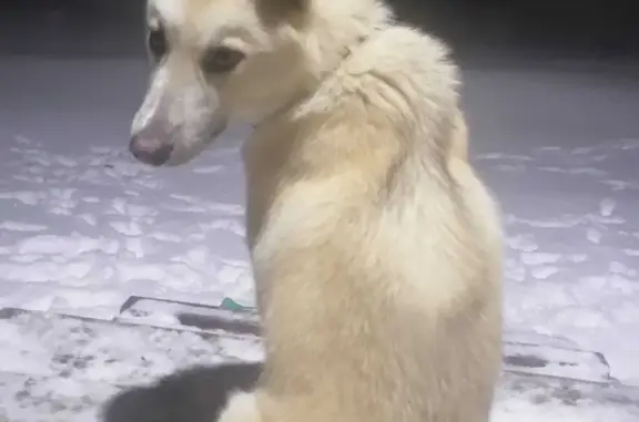Найдена собака, ул. Асылташ, Казань