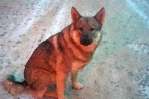 Найдена собака в Коляновском