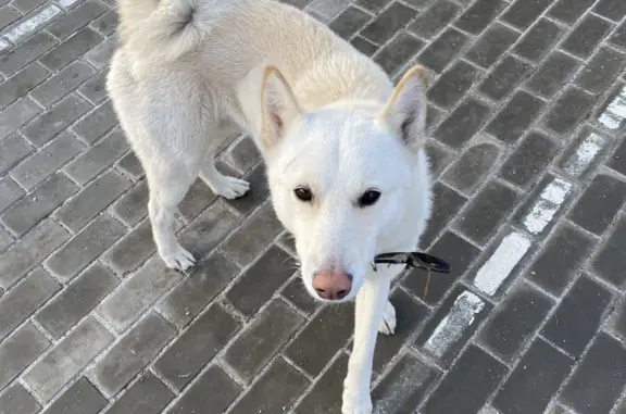 Найдена собака на Нефтезаводской, 53