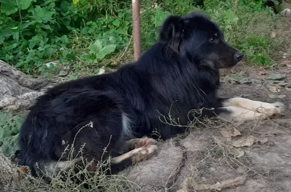 Пропал пёс, Демидовская ул., Тула