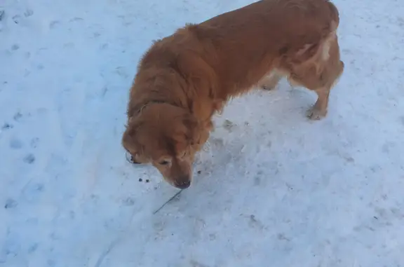 Объявления о пропавших и найденных животных, Калининград, фото: Найдена собака: Литовский Вал, 87