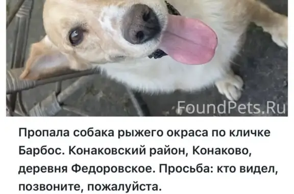Пропала собака, Фёдоровское, 8-910-843-17-00