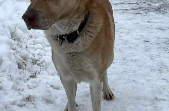 Найдена собака, Ясеневая ул., Москва