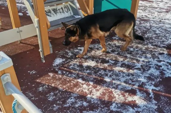 Найдена собака, Пенза, фото: Овчарка найдена: Арбеково, пр-т Строителей 89