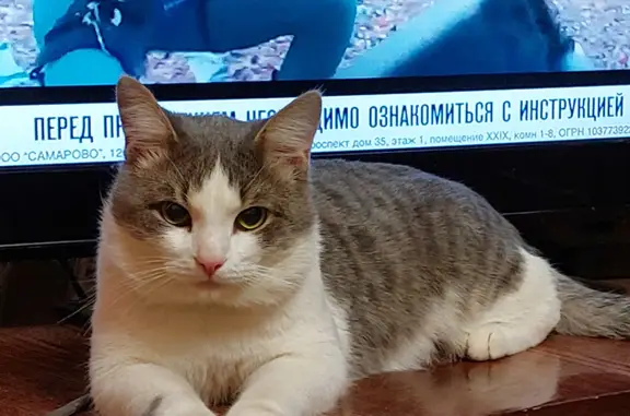 Кошки потеряшки, Ульяновск, фото: Потеряшка кот Кузя: Октябрьская, Ульяновск