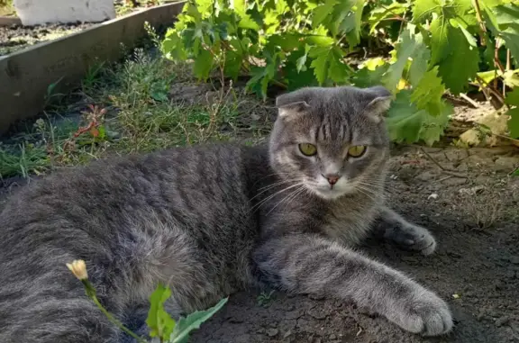 Кошки потеряшки, Красный Яр, фото: Потеряшка серая кошка: Красный Яр, 