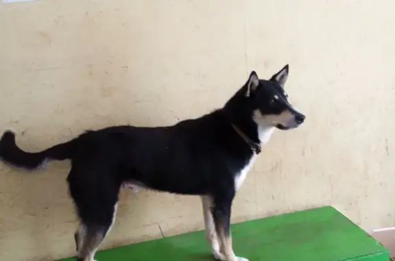 Найден пес, Кубинское ш., Наро-Фоминск