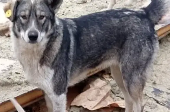 Пропала собака в Касимове, Рязань