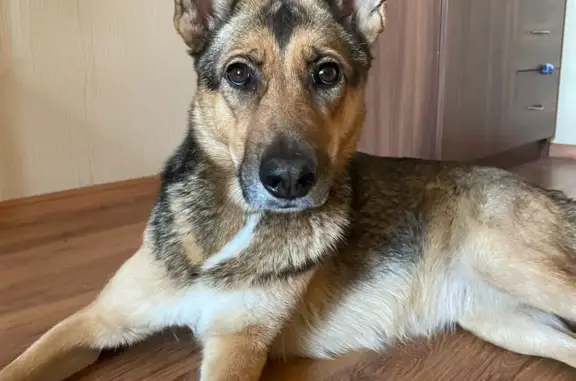 Найдена собака: Яна Полуяна, Краснодар