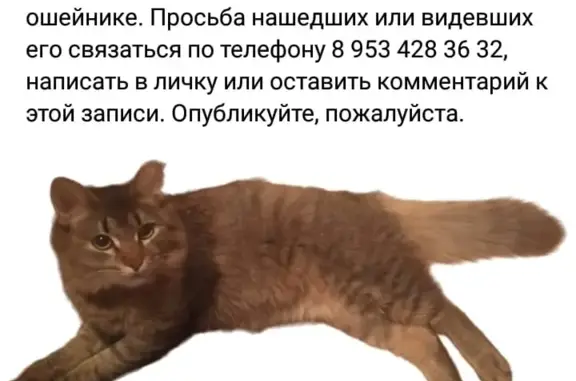 Пропала кошка: ул. Ленина, 12, Богородицк