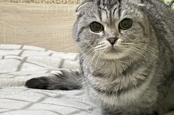 Вислоухая кошка найдена: Челюскинцев 32