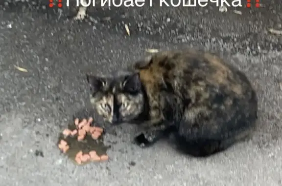 Кошка найдена: Ростов, Красноармейская 119