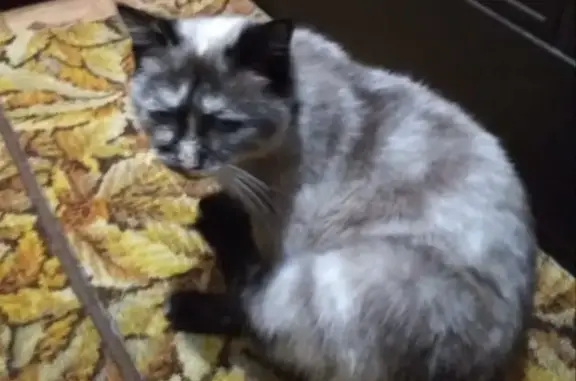 Найдена кошка: Литейная, 44А, Брянск