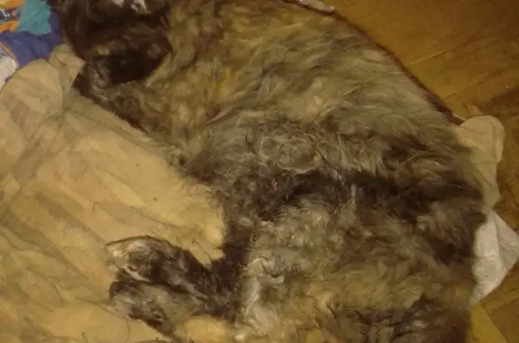 Кошка найдена: ул. Чехова, 19, Азов