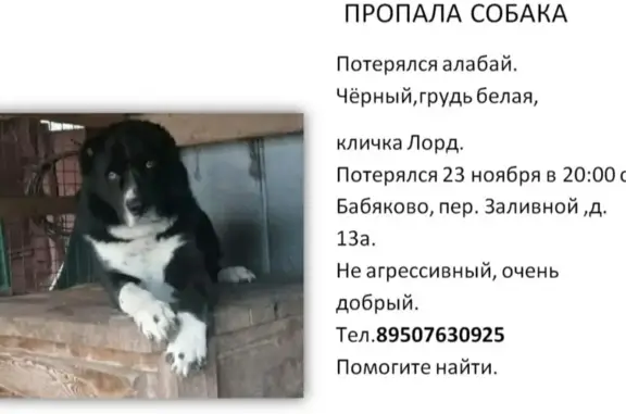 Пропала собака в Бабяково