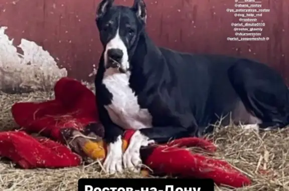 Найдена собака, Большая Садовая, Ростов