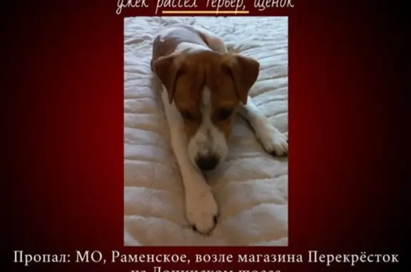 Пропал щенок, 1-я Ленинская, 42