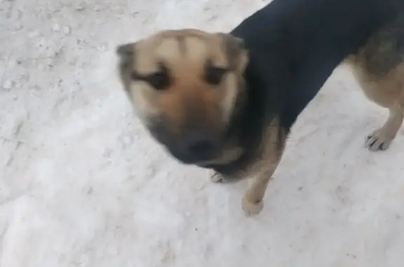 Пропала собака, Краснокамск