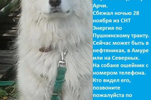 Пропала собака: Пушкинский тракт, Омск