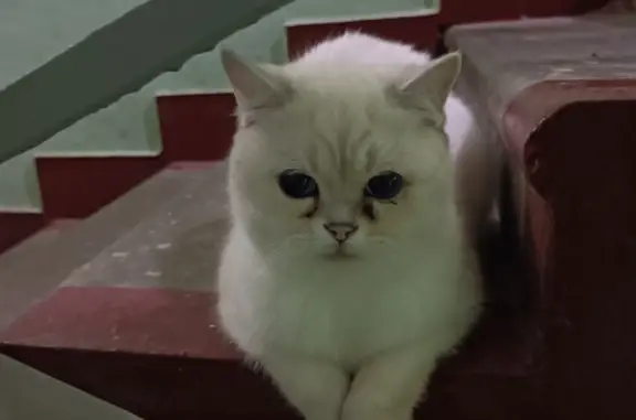 Найдена кошка: Соколиной Горы, 8к1