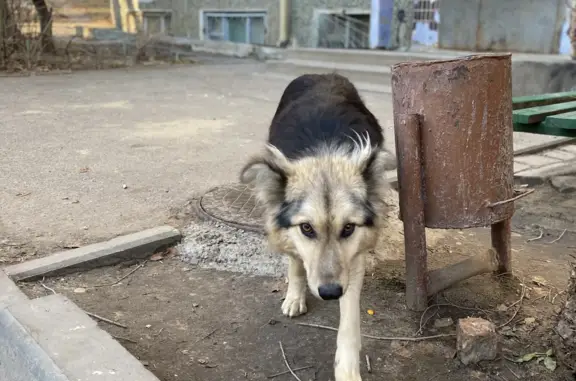 Найдена собака: ул. Еременко, 106