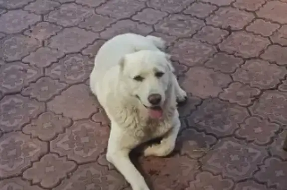 Пропала собака Бася в Терновке, Пенза