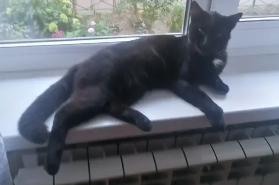 Найдена кошка, Пушкино 64, бомбейская