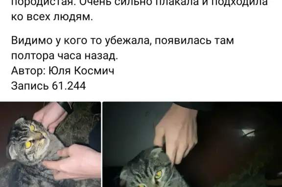 Пропала кошка: Батумское ш., Сочи
