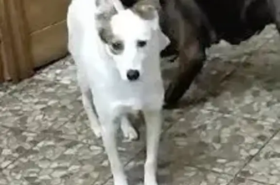 Пропала собака в Порт-Артуре, Омск