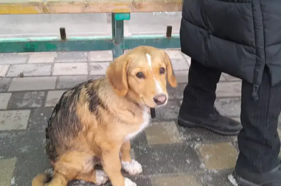 Найдена собака в Липецке, верну хозяину