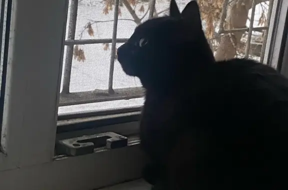 Пропала черная кошка: Станционная, 31