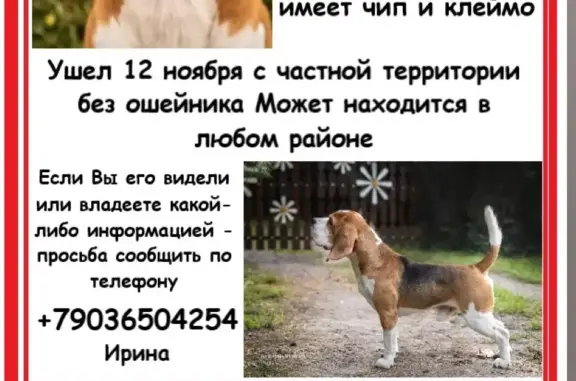 Пропала собака: ул. Куйбышева, Воронеж