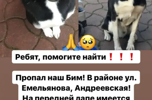 Пропала собака: Емельянова, Калининград