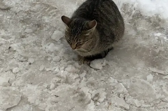 Кошка найдена: Костянский пер., 10 к1