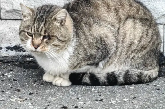 Найдена кошка, ул.Кедринская, Пушкин