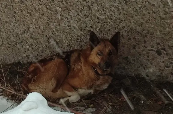 Найдена собака на ул. Ленина, 121