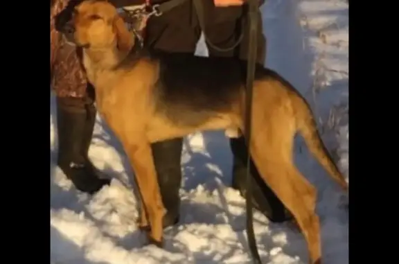 Пропала собака: Мостовское, 65К-0205000