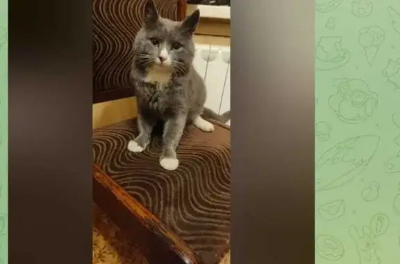Найдена кошка: проезд Черепановых