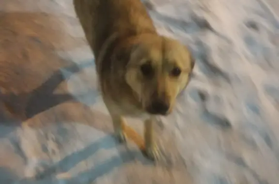 Найдена собака в Ханты-Мансийске