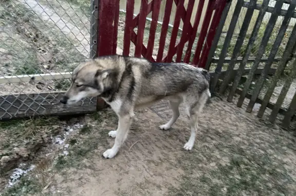 Найдена собака Лайка, Барановское