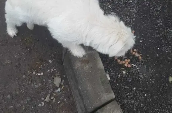 Найдена собака на Ленина, 121