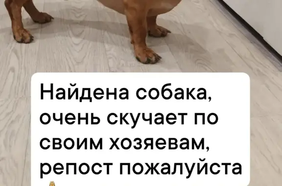 Найдена собака: Гагарина, 27, Оренбург