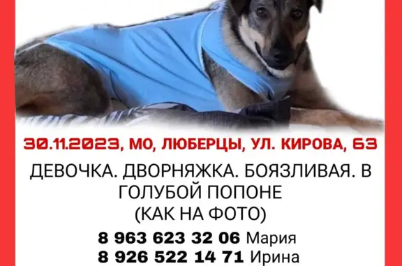 Пропала собака Уля, ул. Кирова