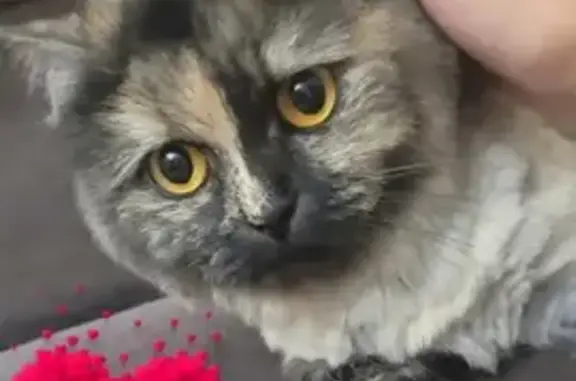 Потерянные животные Набережные Челны, фото: Пропала кошка: Ямашева, Н. Челны