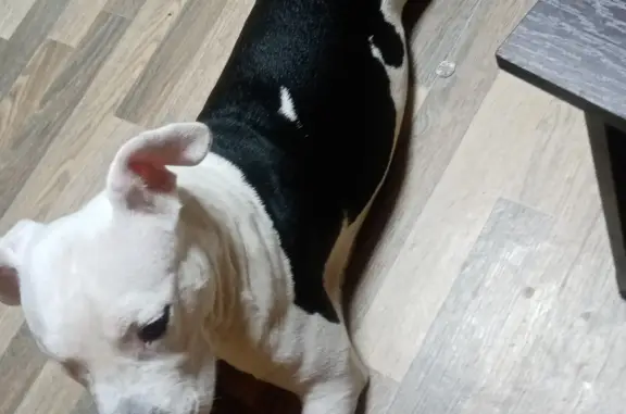 Собаки потеряшки, Волгоград, фото: Потеряшка собака, пр-т Металлургов