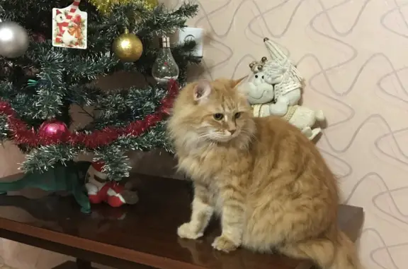 Пропал кот: ул. Маринеско, Севастополь