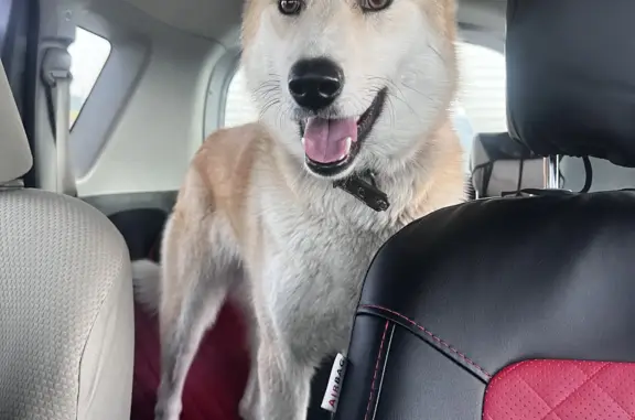 Найдена собака, 150 км от Улан-Удэ